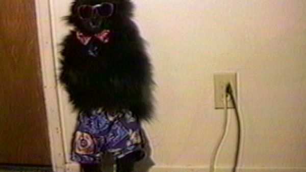 Funniest Pets & People - Fashion police