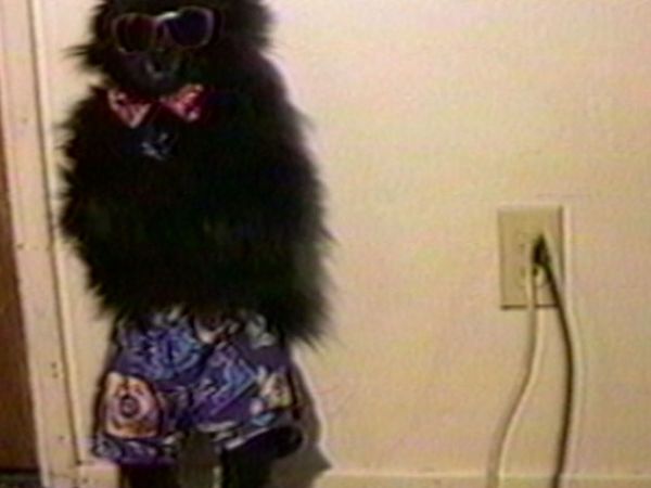 Funniest Pets & People - Fashion police