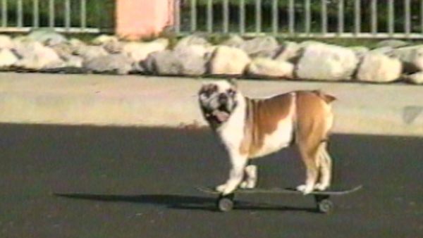 Funniest Pets & People - Little known sports records