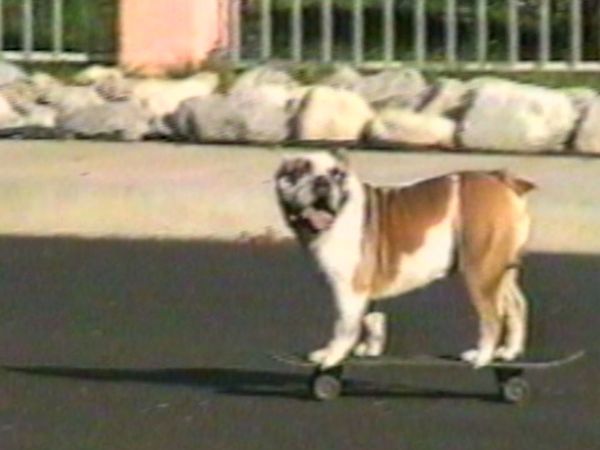 Funniest Pets & People - Little known sports records