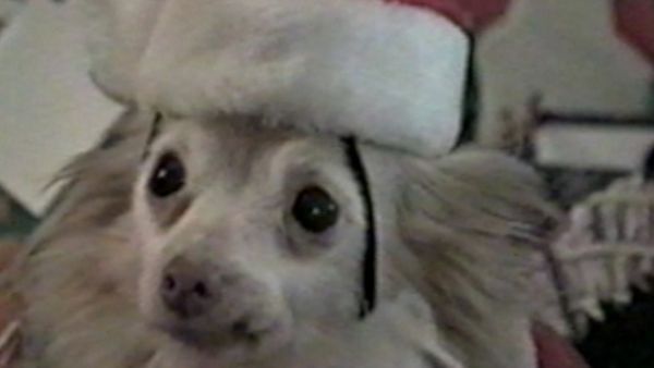 Funniest Pets & People - Toy story