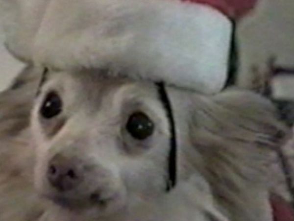 Funniest Pets & People - Toy story