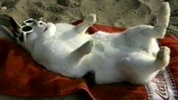 Funniest Pets & People - The great outdoors