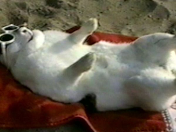 Funniest Pets & People - The great outdoors