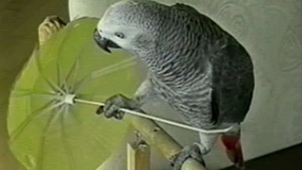 Funniest Pets & People - Playtime