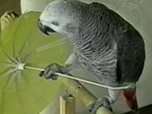 Funniest Pets & People - Playtime