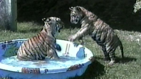 Funniest Pets & People - Cool tricks