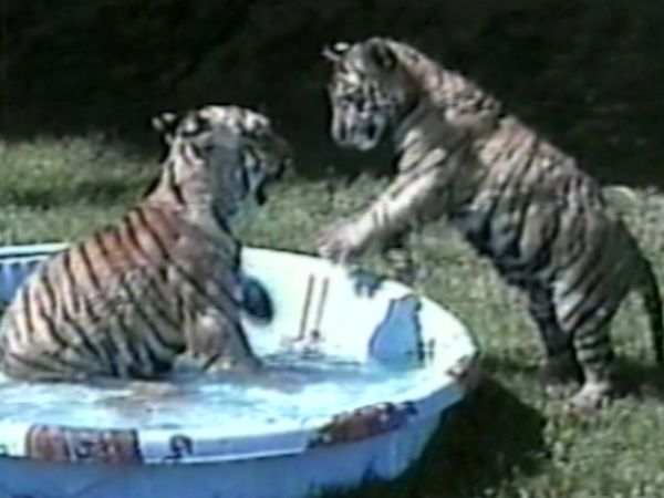Funniest Pets & People - Cool tricks