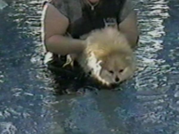 Funniest Pets & People - Tough guys