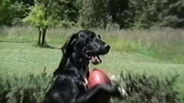 Funniest Pets & People - Tis the season