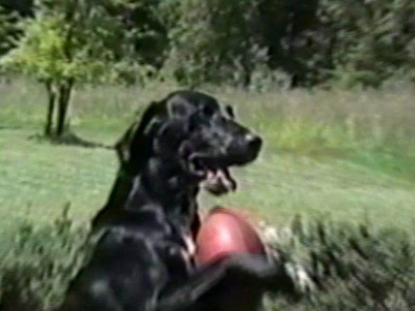 Funniest Pets & People - Tis the season
