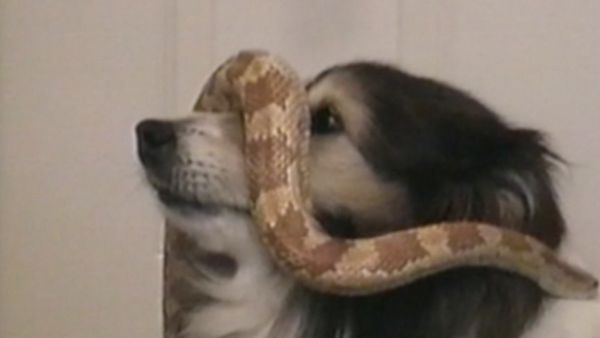 Funniest Pets & People - Wet pets