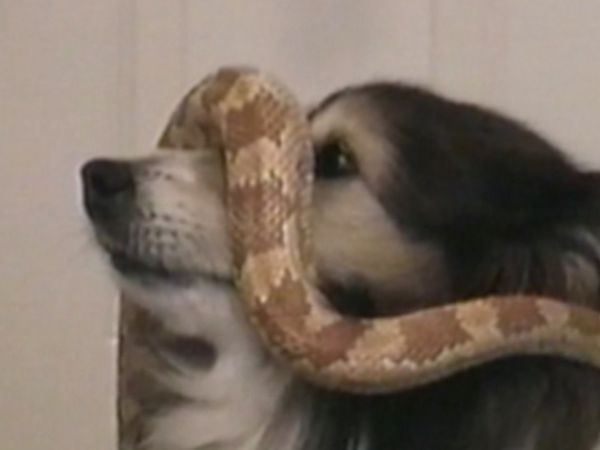 Funniest Pets & People - Wet pets