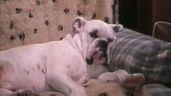 Funniest Pets & People - Animal amusement