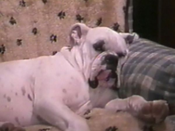 Funniest Pets & People - Animal amusement