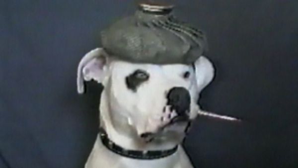 Funniest Pets & People - Attack of the killer bubbles!