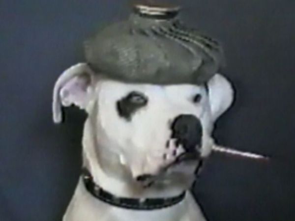 Funniest Pets & People - Attack of the killer bubbles!