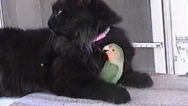Funniest Pets & People - Wild things
