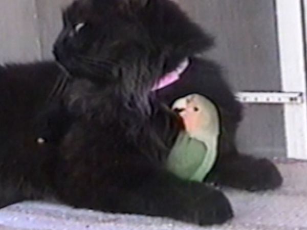 Funniest Pets & People - Wild things
