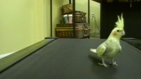 Funniest Pets & People - Bathroom humor
