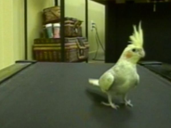 Funniest Pets & People - Bathroom humor