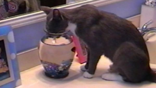 Funniest Pets & People - Different uses for…