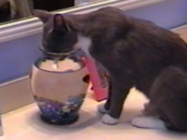 Funniest Pets & People - Different uses for…