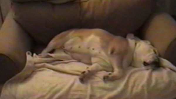 Funniest Pets & People - Ups and downs