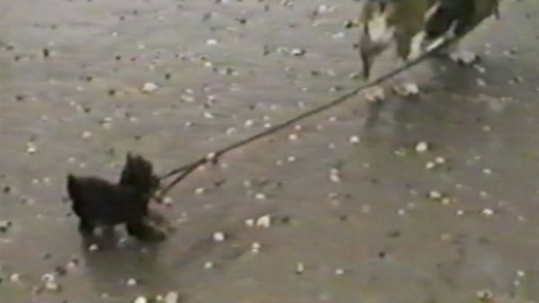 Funniest Pets & People - Happy trails