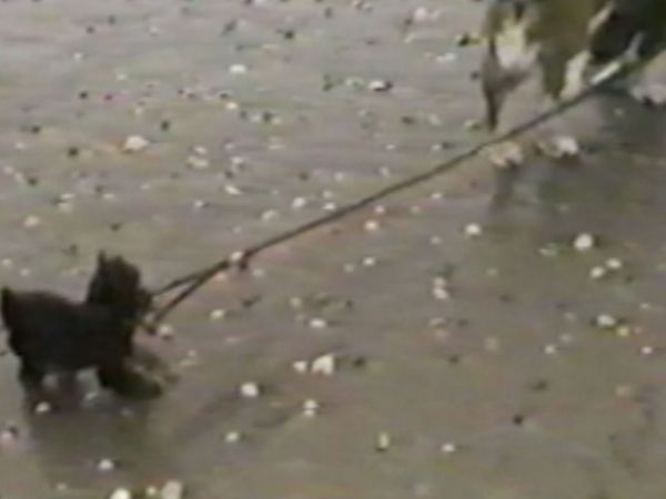 Funniest Pets & People - Happy trails