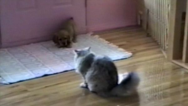 Funniest Pets & People - Oh baby!