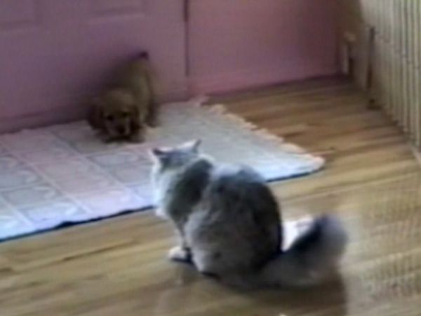Funniest Pets & People - Oh baby!