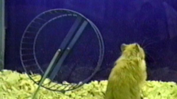 Funniest Pets & People - That's mine, not yours