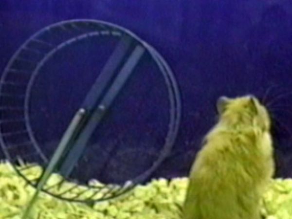 Funniest Pets & People - That's mine, not yours