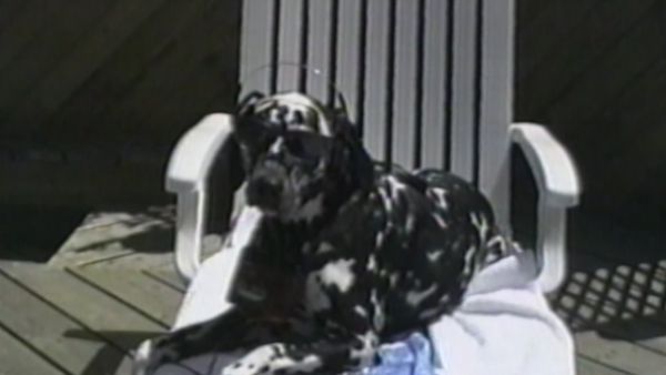 Funniest Pets & People - Chaos