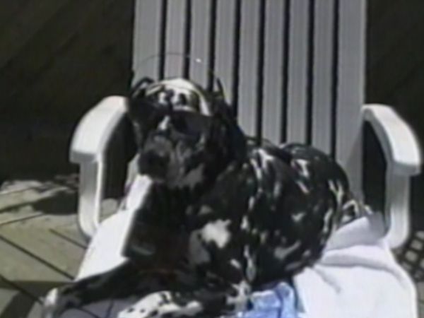 Funniest Pets & People - Chaos