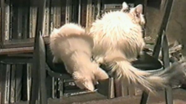Funniest Pets & People - How hare you