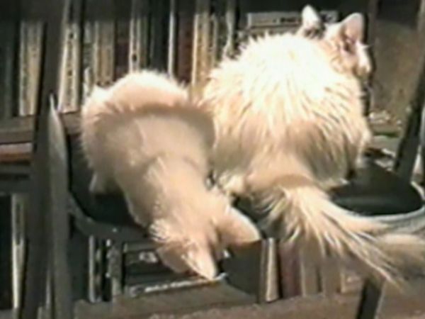 Funniest Pets & People - How hare you