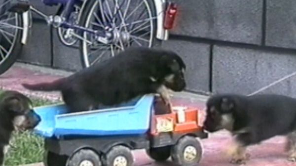 Funniest Pets & People - Yum!