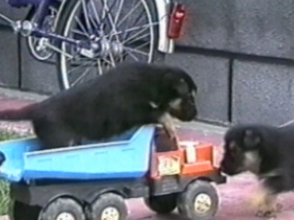 Funniest Pets & People - Yum!