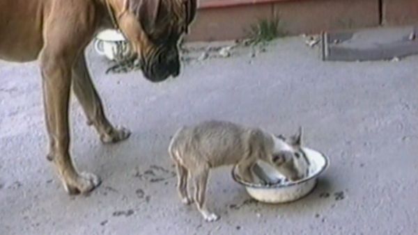 Funniest Pets & People - Square off