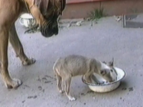Funniest Pets & People - Square off