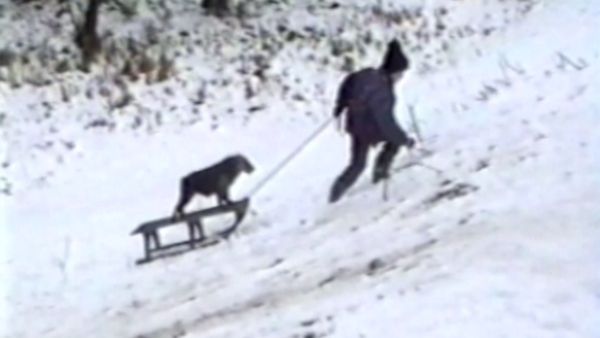 Funniest Pets & People - Holiday cheer