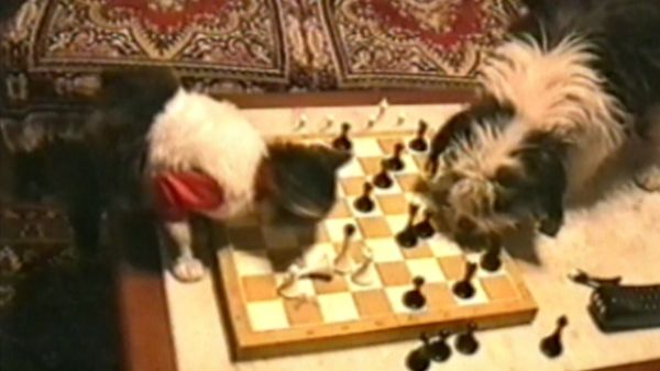 Funniest Pets & People - Feline fun
