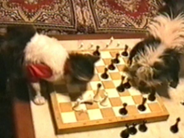 Funniest Pets & People - Feline fun