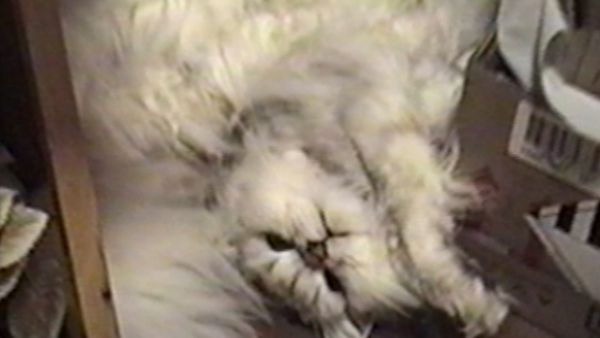 Funniest Pets & People - Child's play