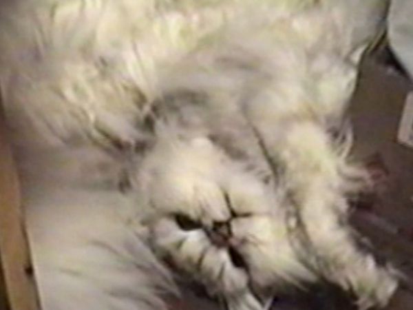 Funniest Pets & People - Child's play