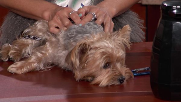 Hot Bench - Recreational Vehicle Stand-off!; Dog Takes the Stand!