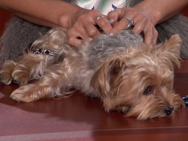 Hot Bench - Recreational Vehicle Stand-off!; Dog Takes the Stand!