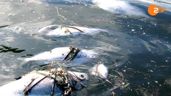 Rückkehr der Plagen - Tödliches Wasser